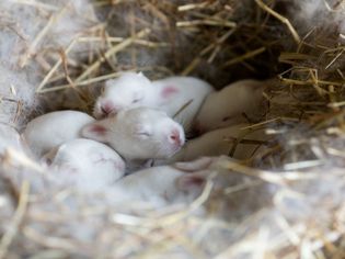 Pregnancy in Rabbits: A Guide to Rabbit Gestation