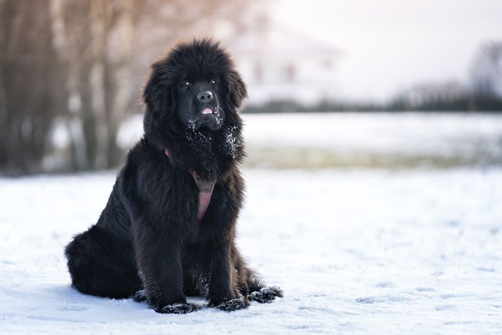 Newfoundland 