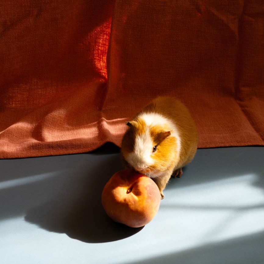 Guinea pig with a whole peach.
