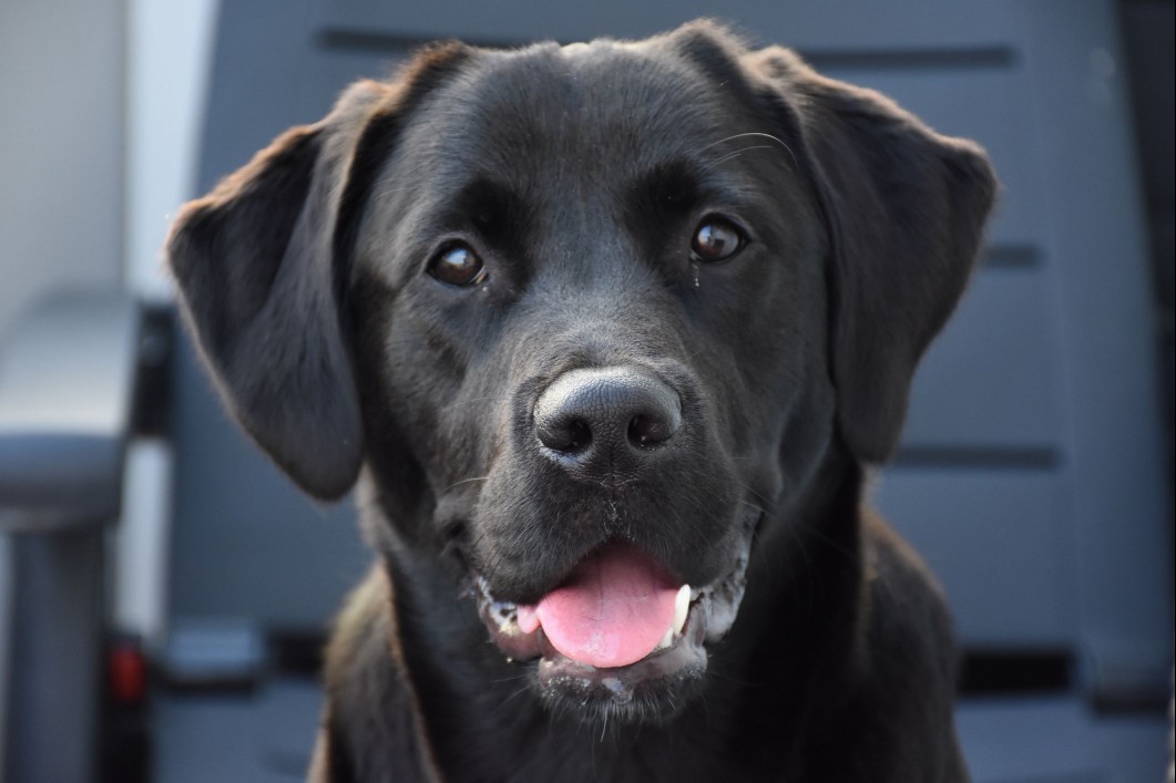Labrador retriever