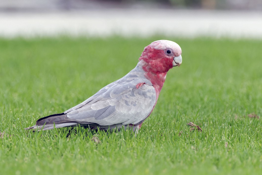 Rose-Breasted Cockatoo on grass