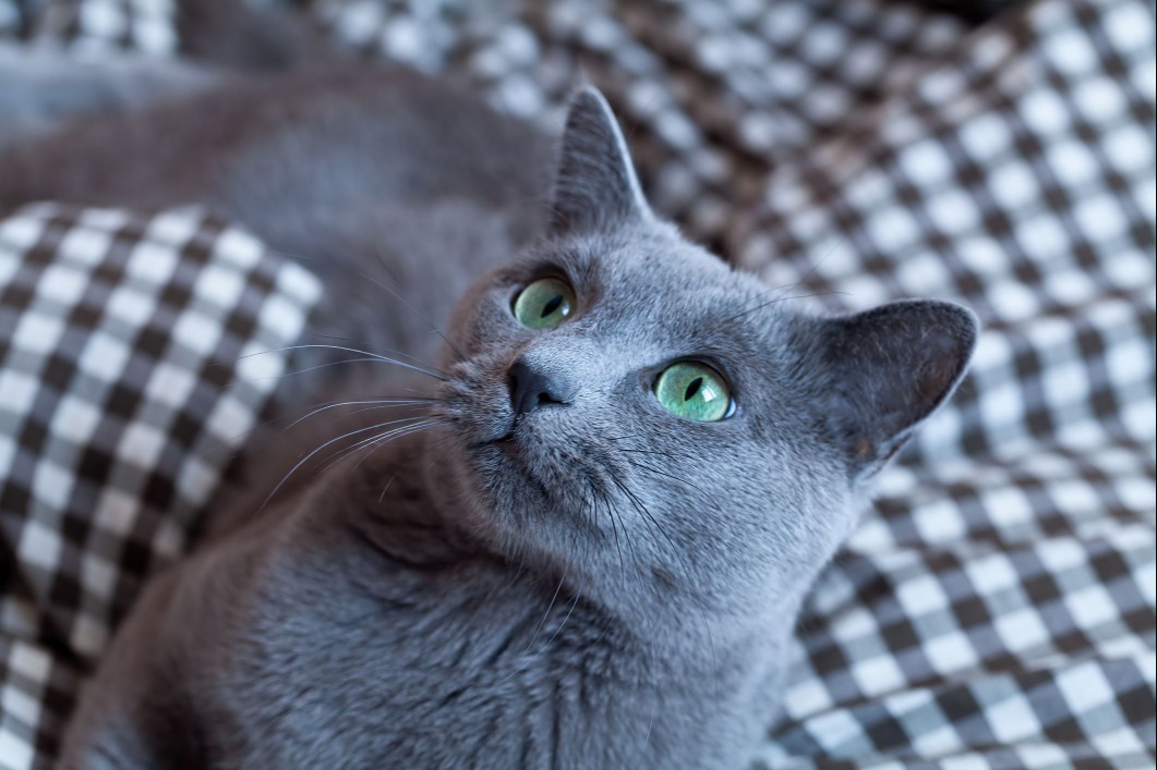 Russian blue cat breed
