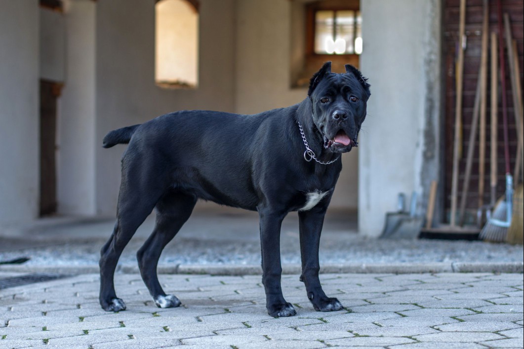 Cane Corso