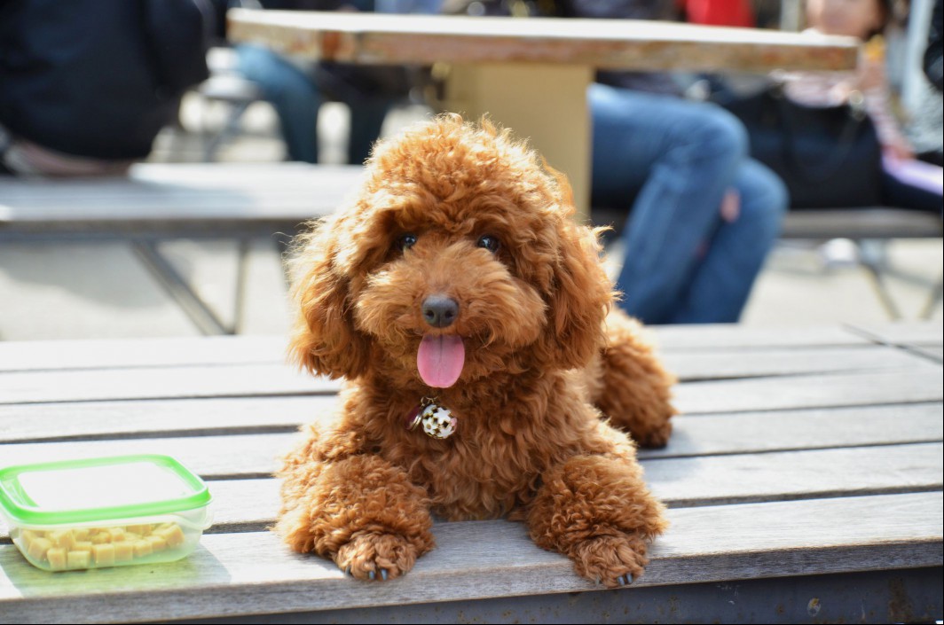 Brown Toy Poodle sitting on park bench next to container of food. 