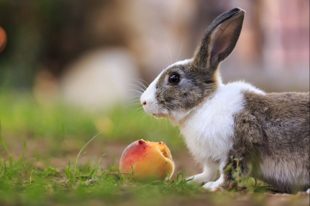 Rabbit eating a peach outside.