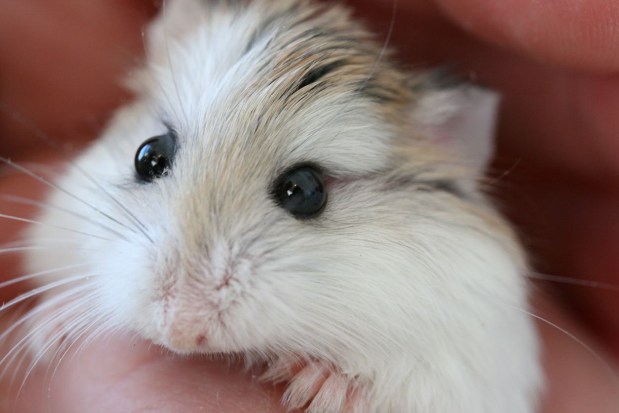 Roborovski Hamster