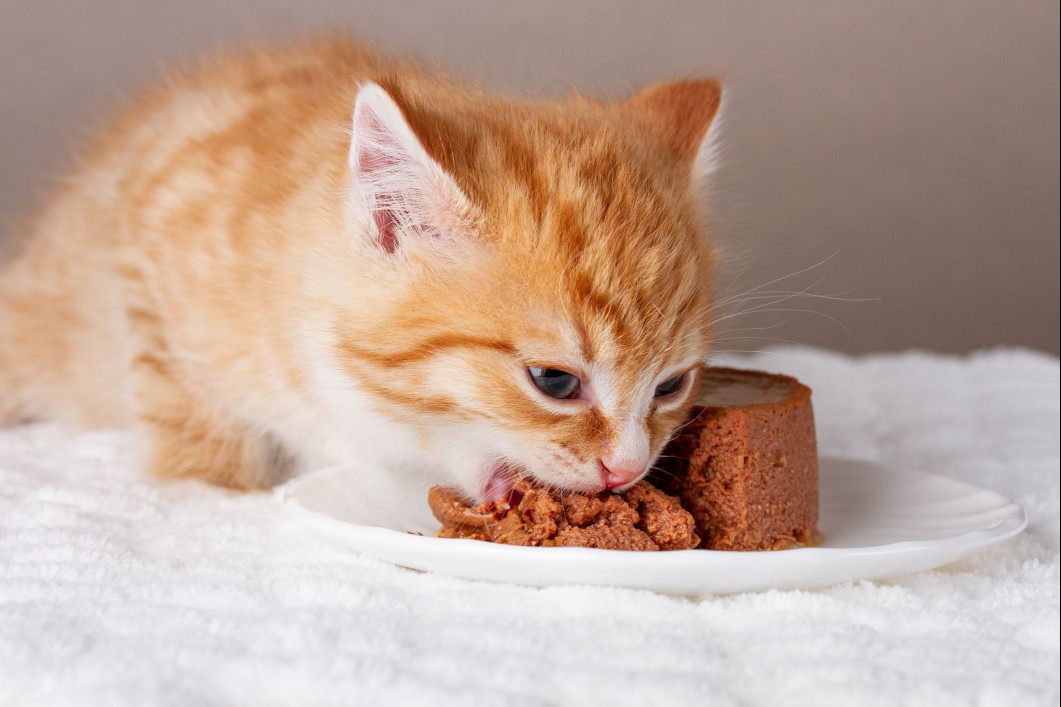 Kitten eating canned food on a white plate.