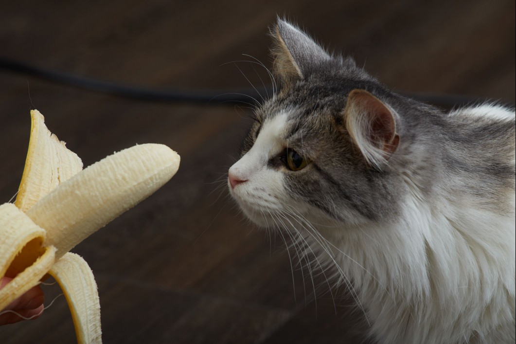 cat and banana