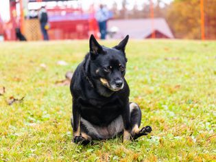 Home Remedies for Dog Scooting