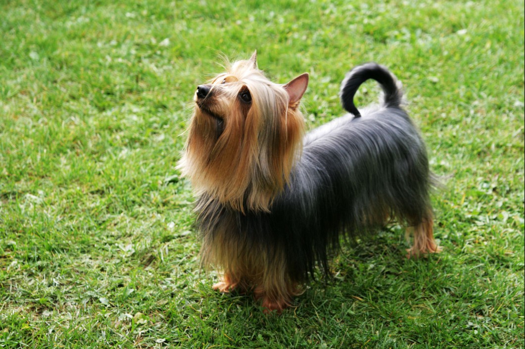 Silky Terrier dog outside in grass. 