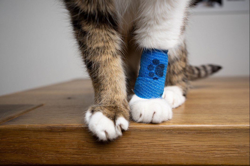 Cat legs with vet wrap.