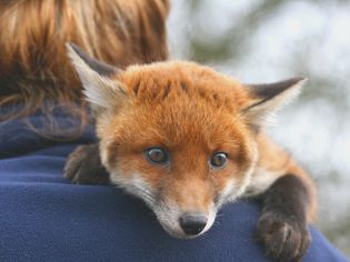 What to Feed Your Pet Fox What to Feed Your Pet Fox