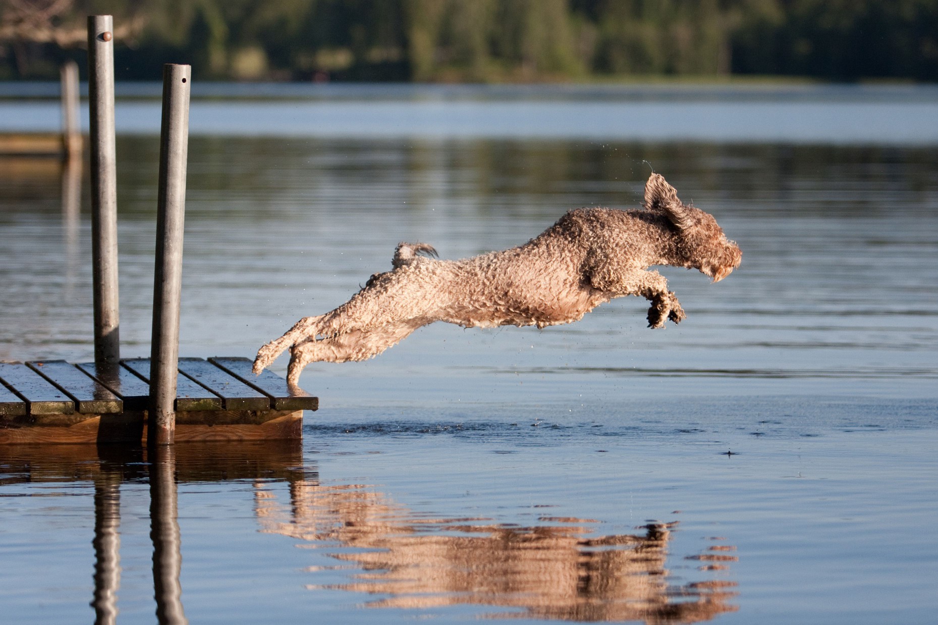 Spanish water dog diving off dock