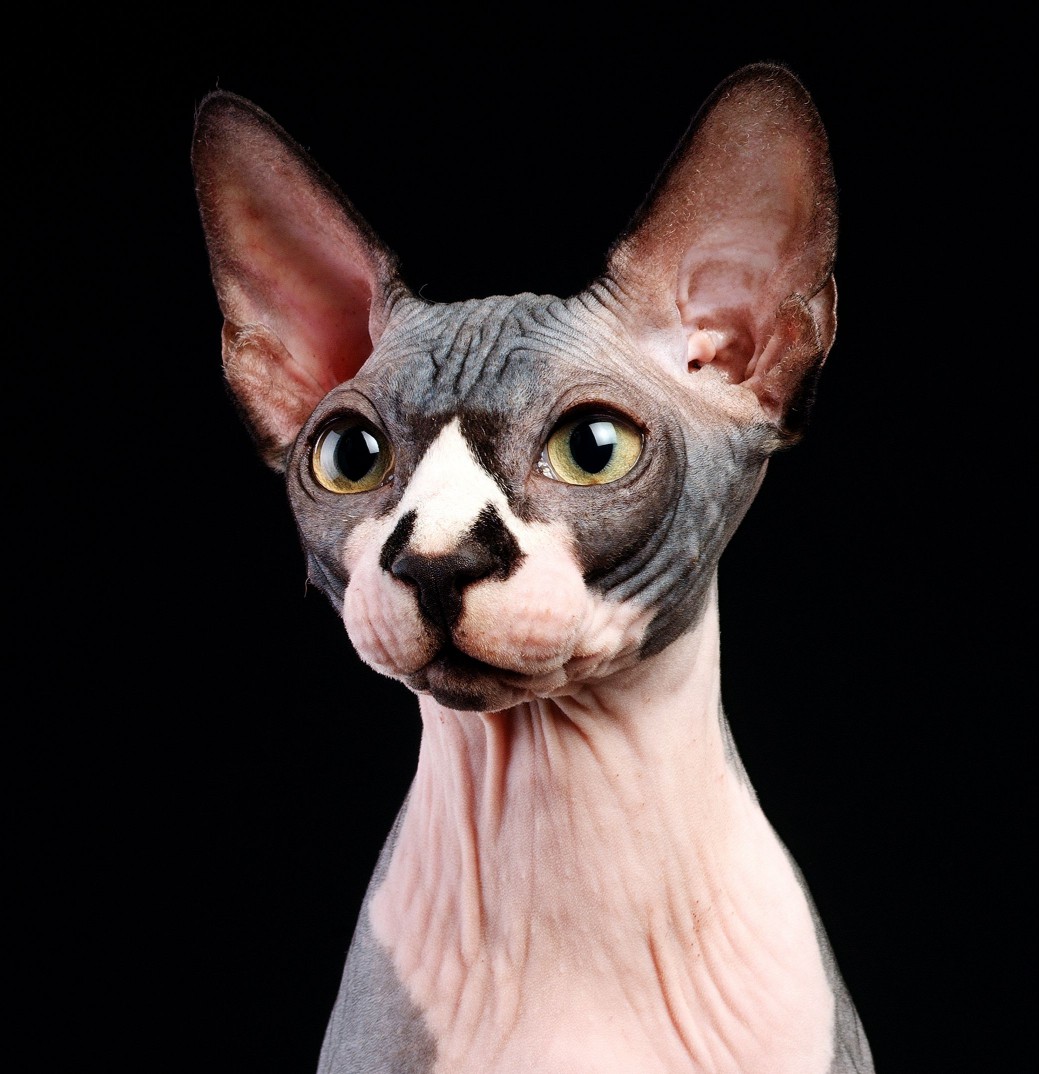 sphynx cat breed