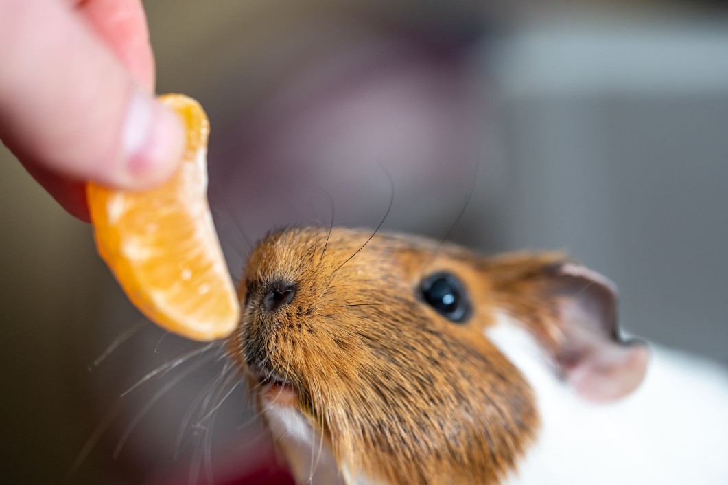 Orange slice with a guinea pig.
