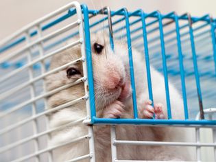 What to Do If Your Hamster Is Biting Its Cage