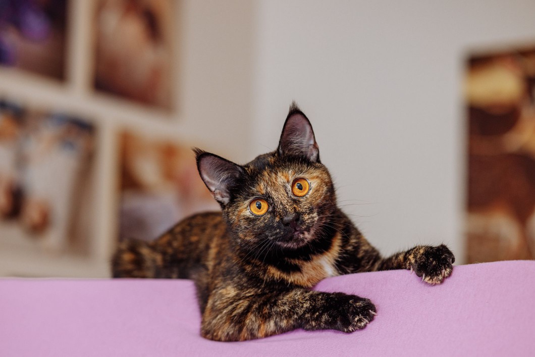 Tortoiseshell cat
