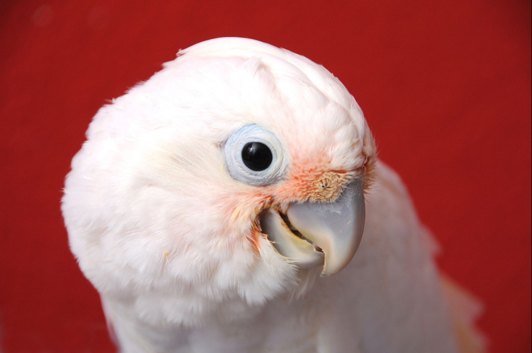Goffin cockatoo up close.