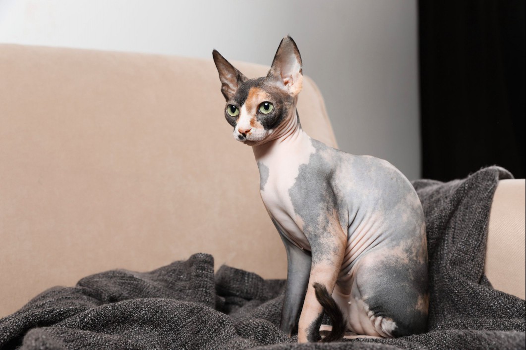 sphynx cat breed