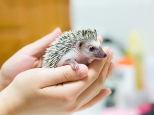 Hedgehog Handling Tips and Basics