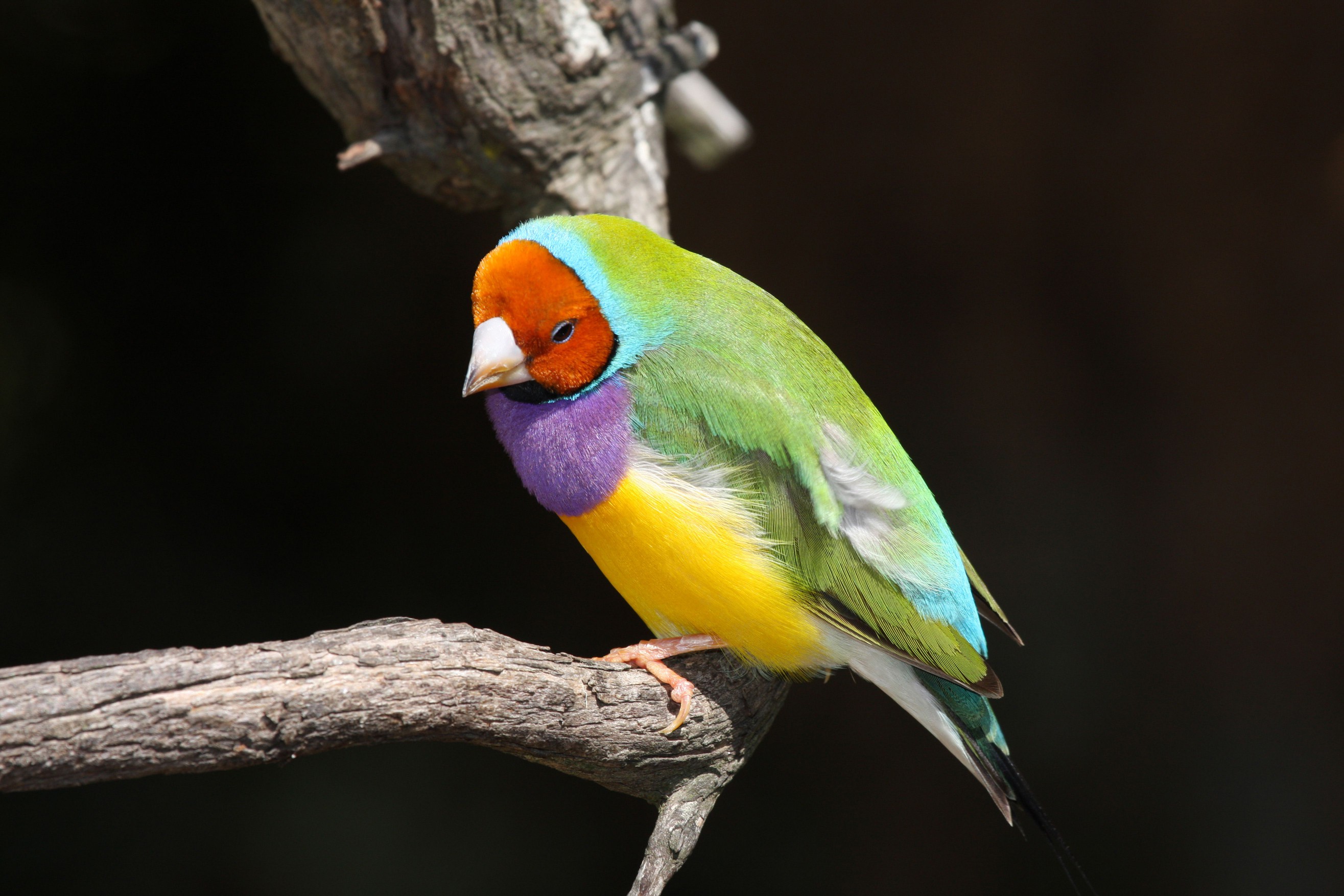 finch bird on branch