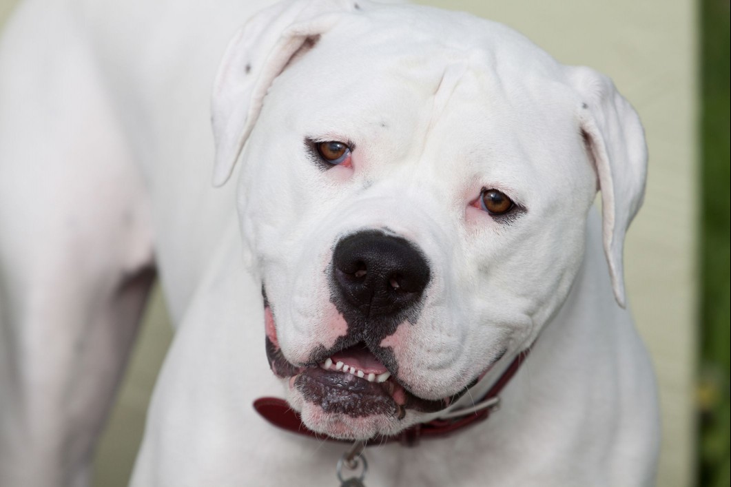 white American bulldog