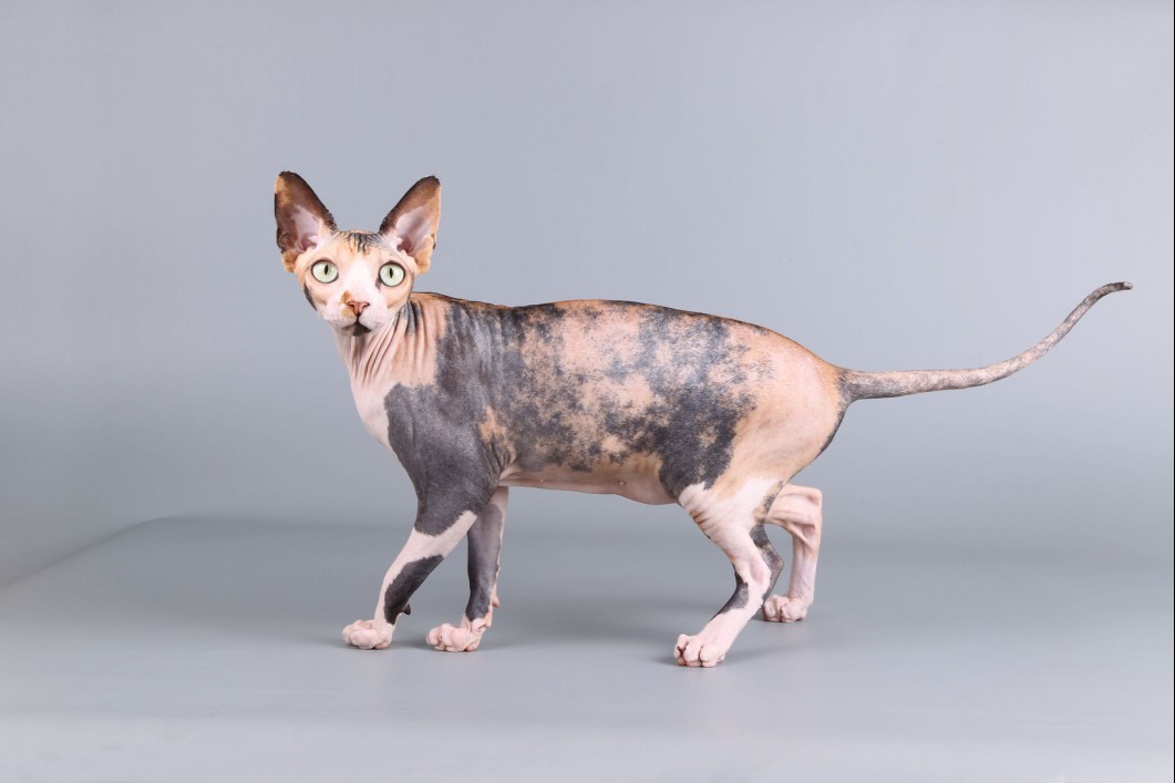 Calico sphynx cat