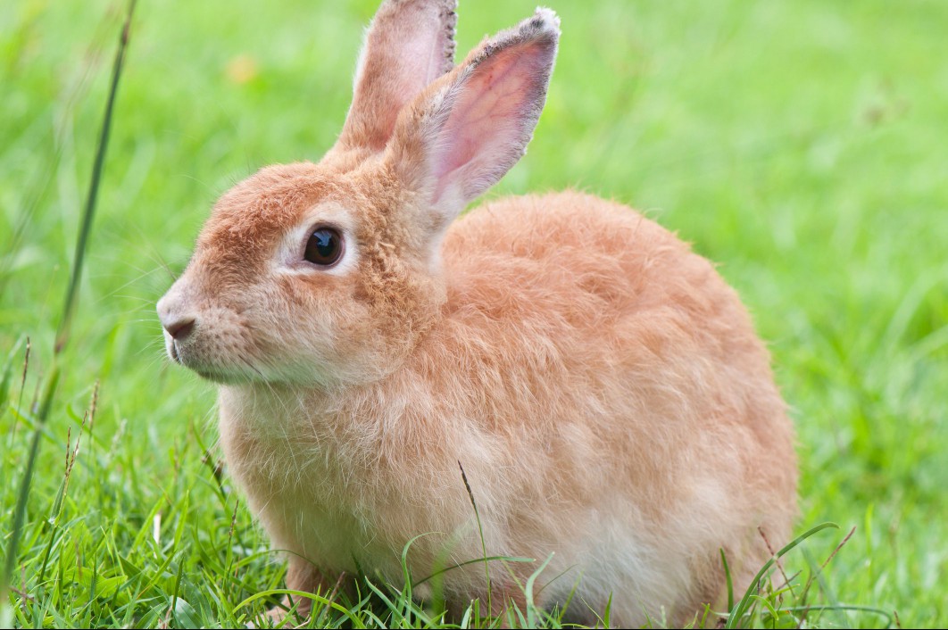 Rabbit with fawn fur coloring 