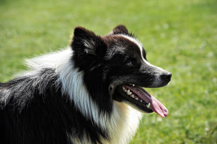 Icelandic sheepdog panting