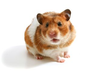 Abscesses in Hamsters