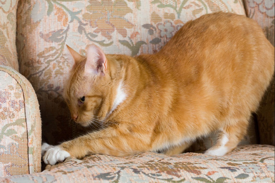 Tabby cat scratching an upholstered chair.