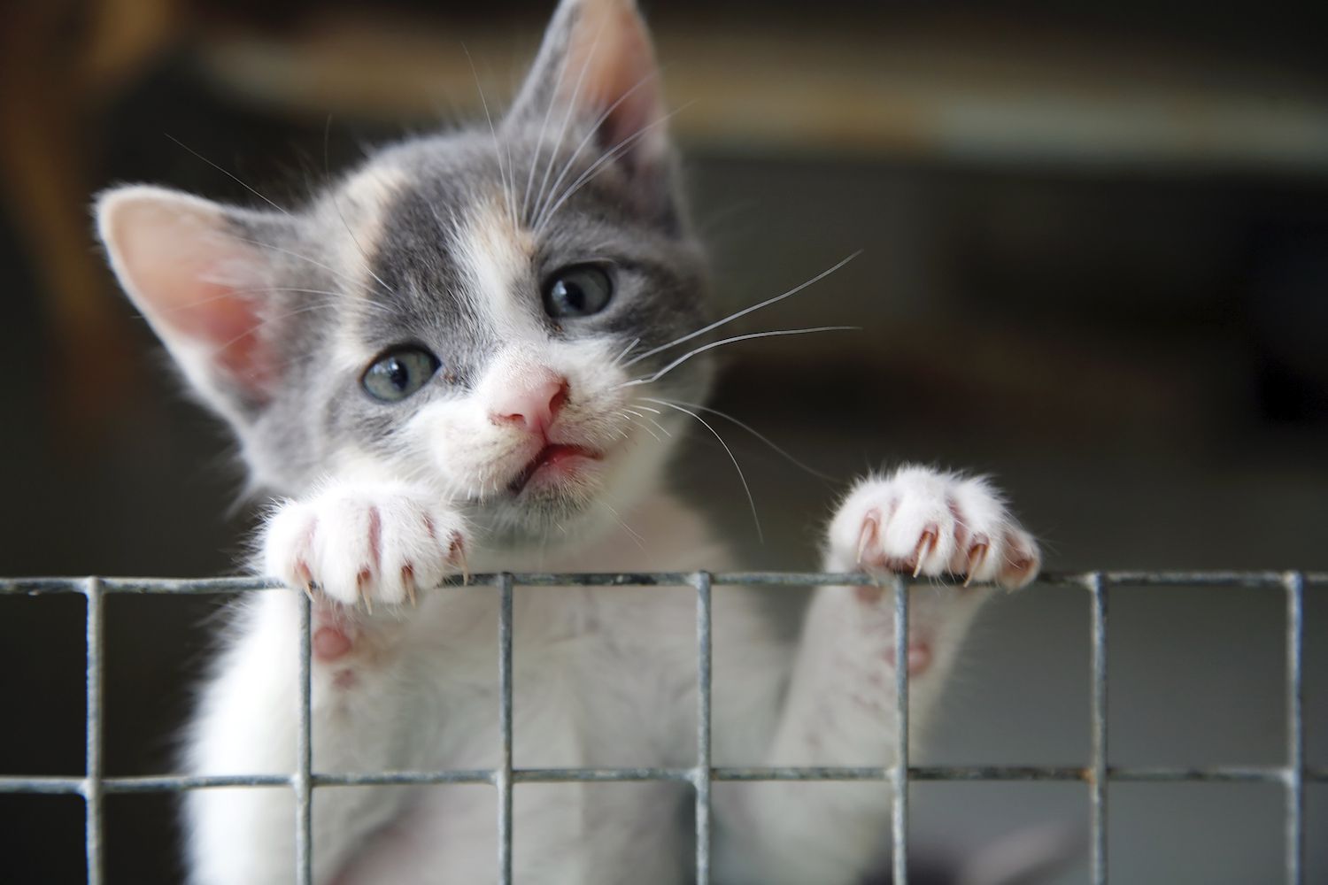 Kitten climbing up a cage.