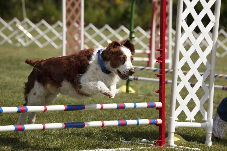 welsh springer spaniel jumping