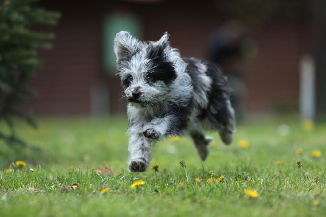 Merle Pyrenean Shepherd running in the grass.