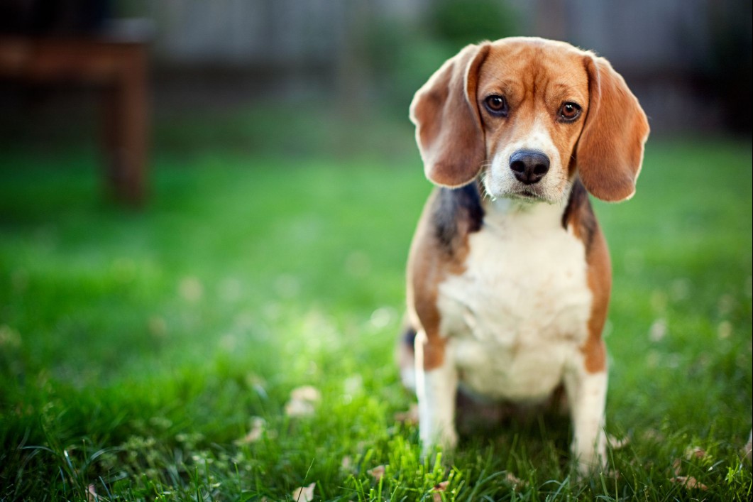 Beagle sitting in grass