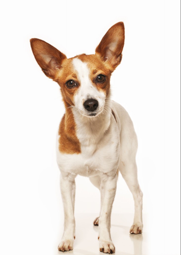 Short haired Portuguese Podengo Pequeno in front of white background.