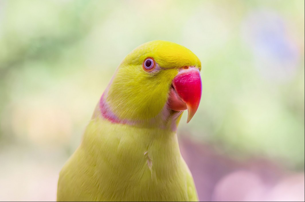 Indian Ringneck Parakeet, Lutino mutation