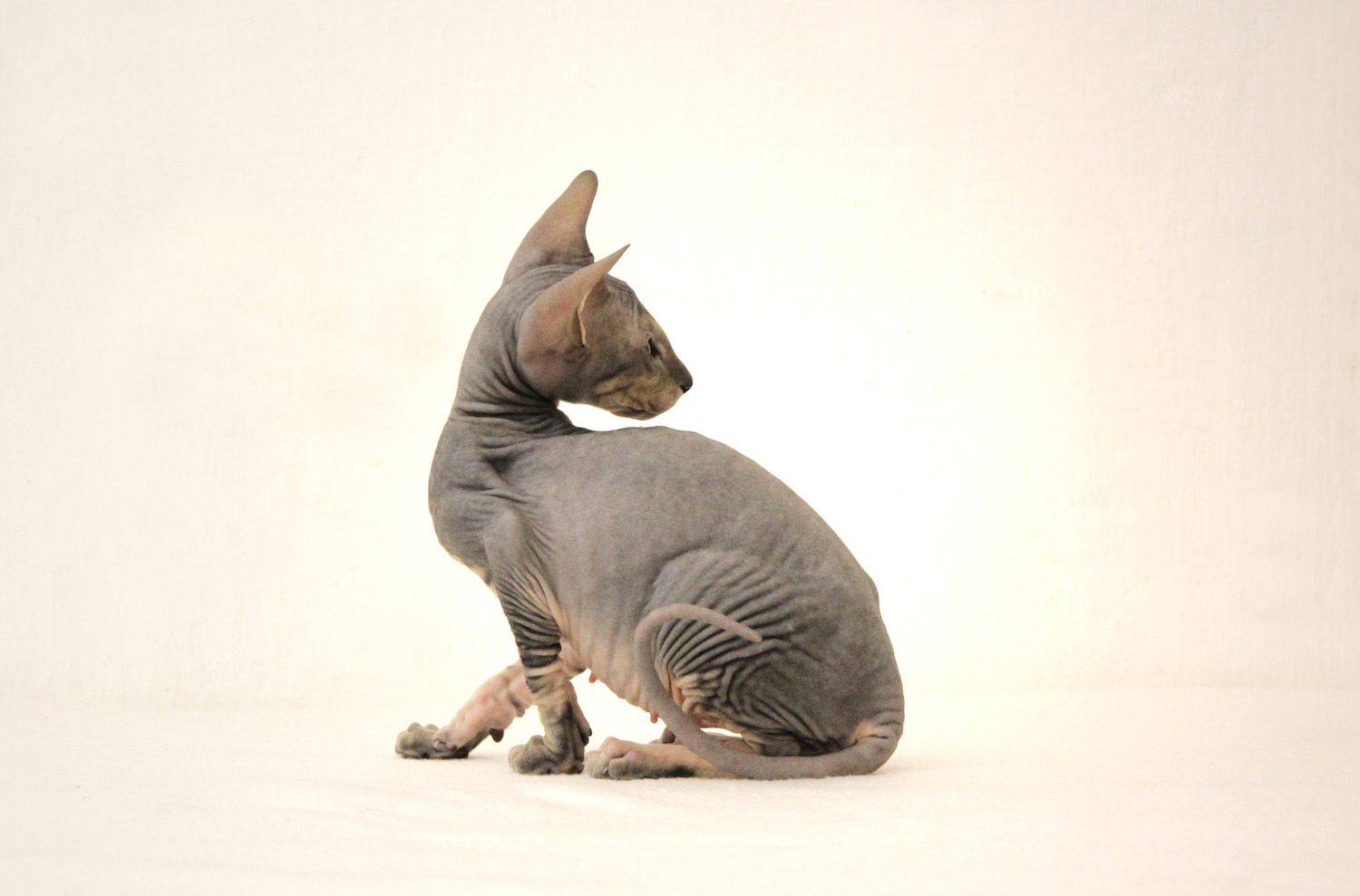 peterbald cat