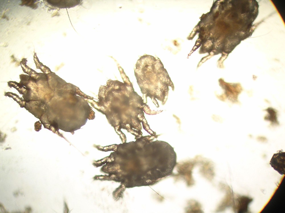 Ear mites of a cat
