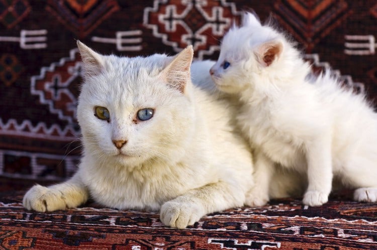 turkish van cat and kitten