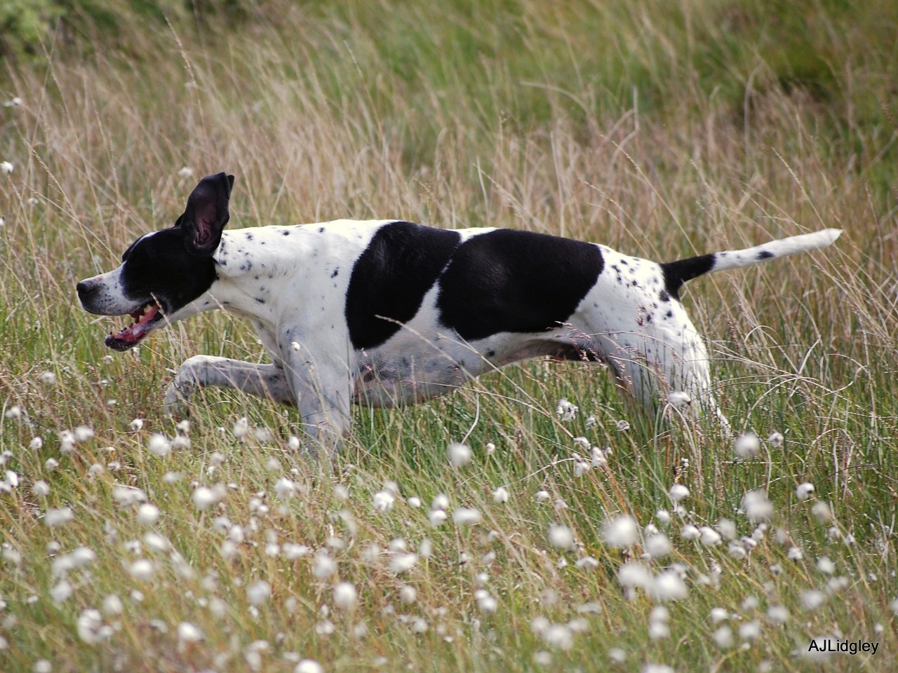 Black and white English Pointer