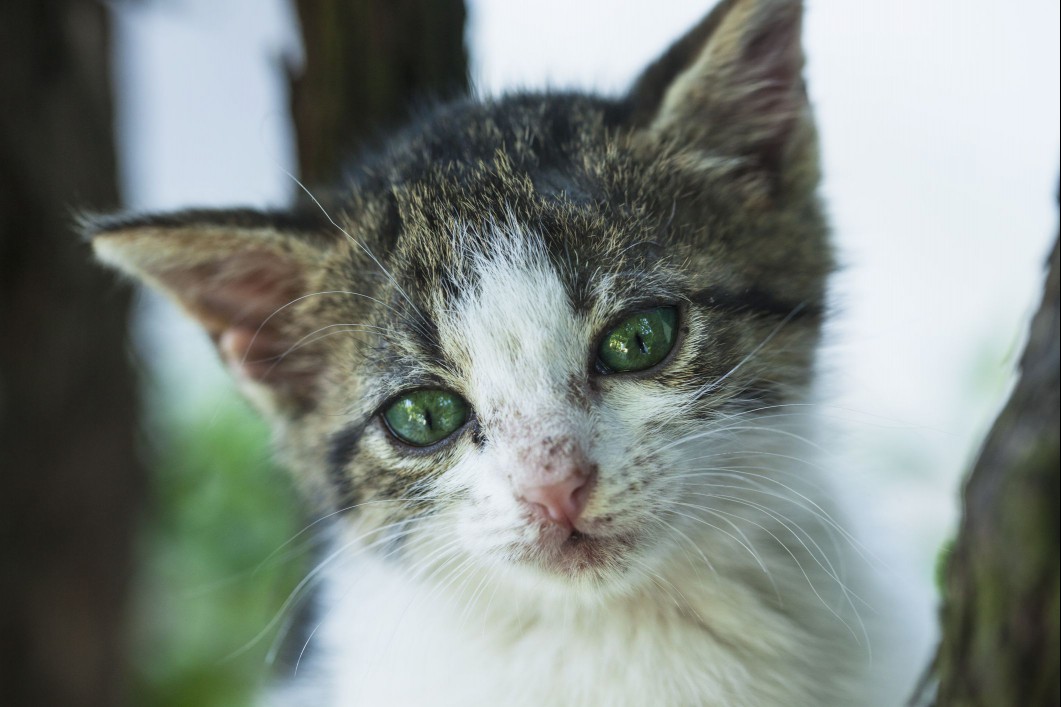 Close up of cat that's in poor condition