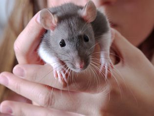 Problems with Rat Teeth