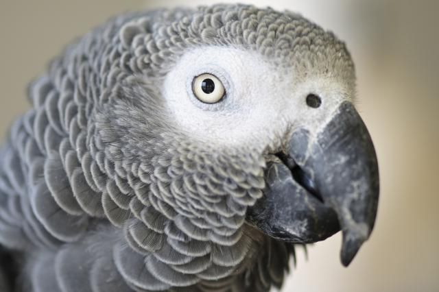 African Grey Parrot