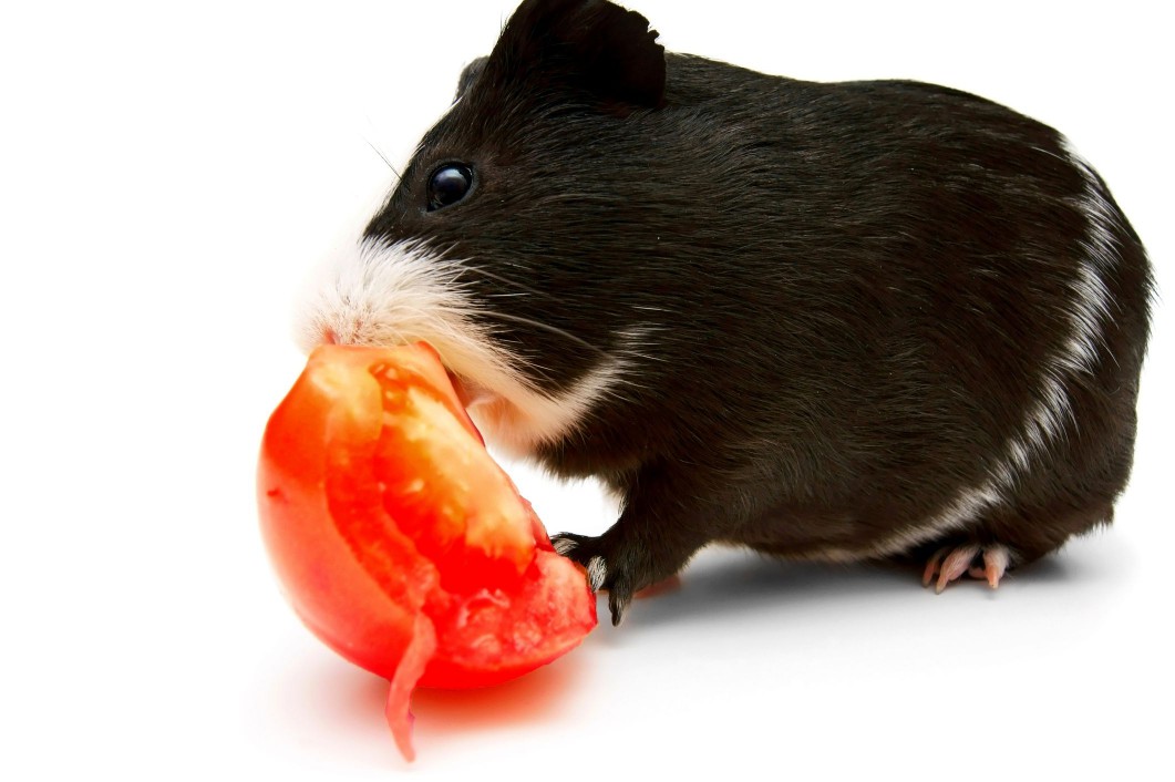 Tomato slice and a guinea pig