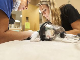 What You Need to Know About Anesthesia for Your Cat