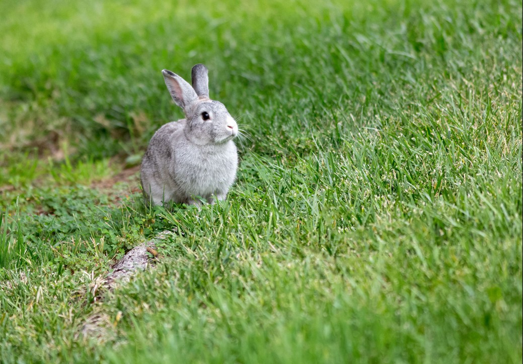silver rabbit