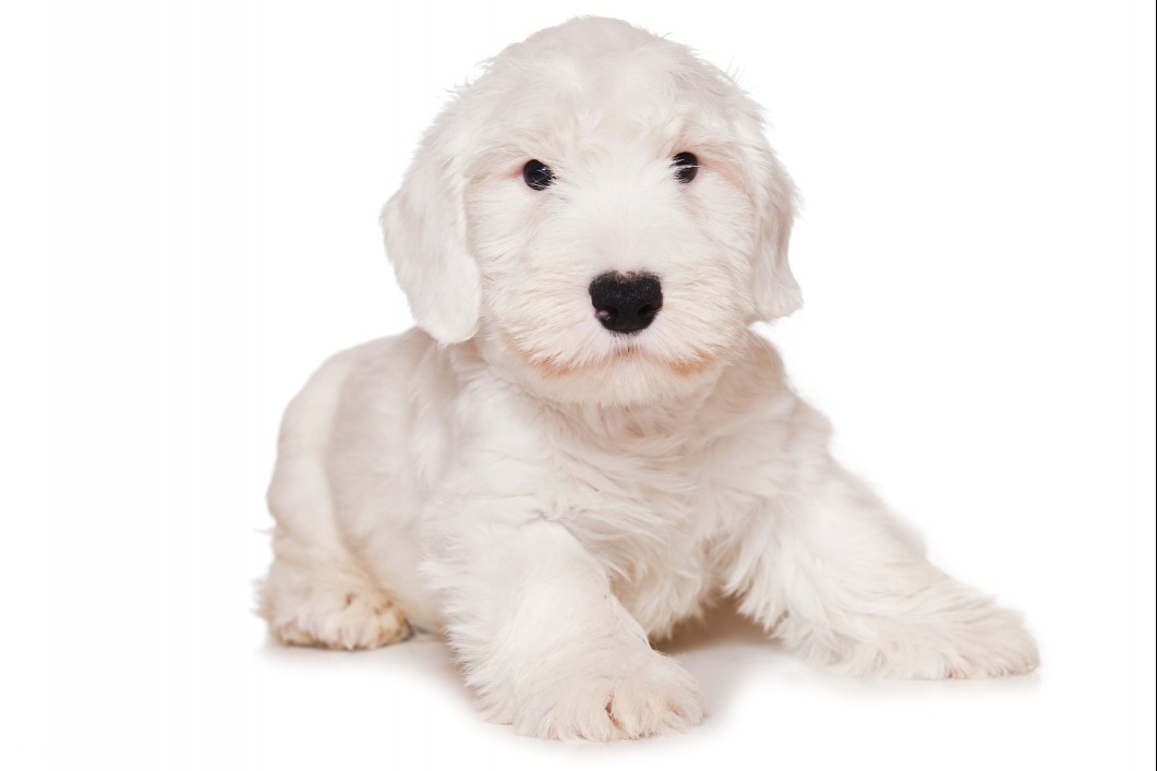 An all white Sealyham Terrier puppy