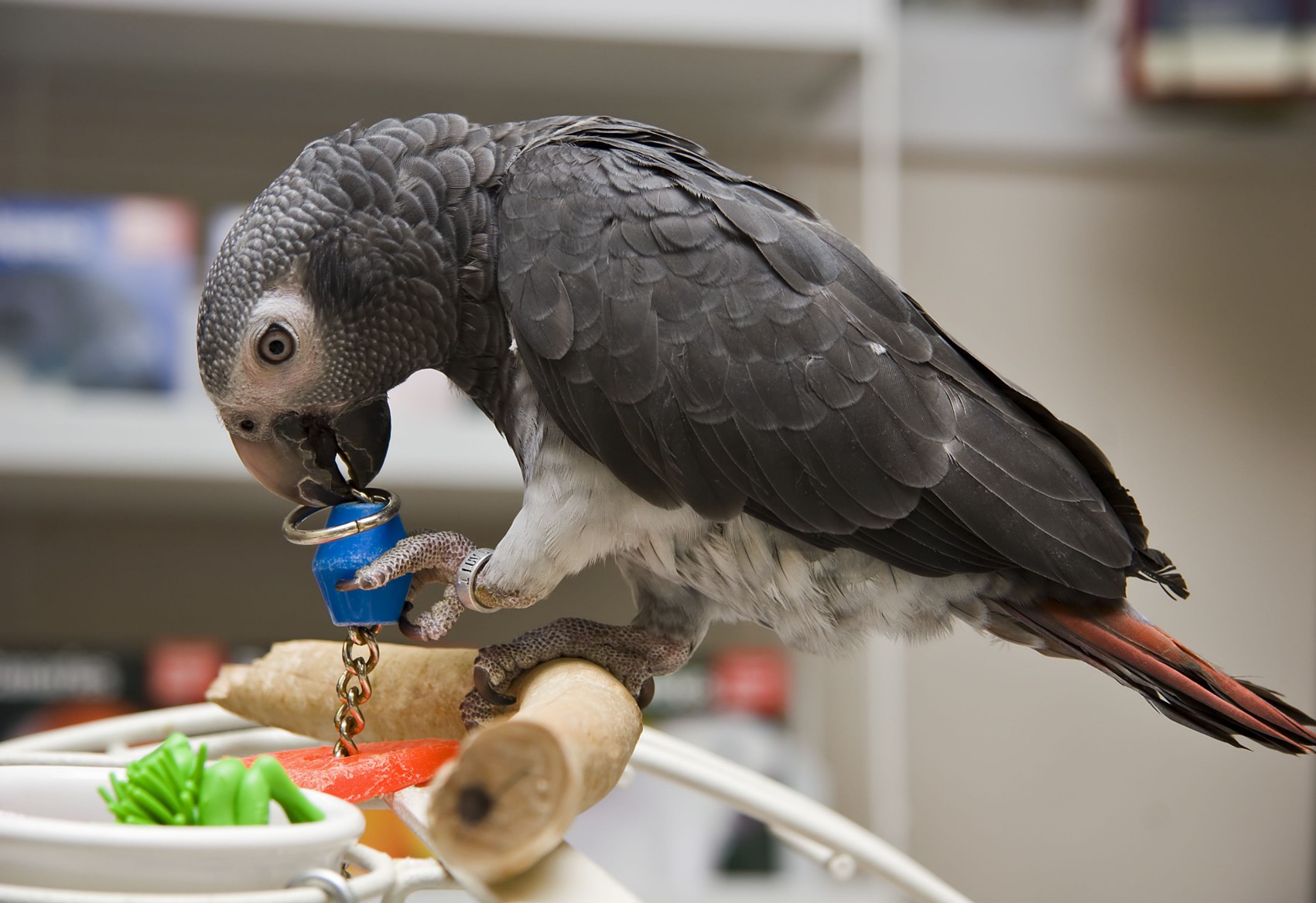 TImneh African Gray Parrot