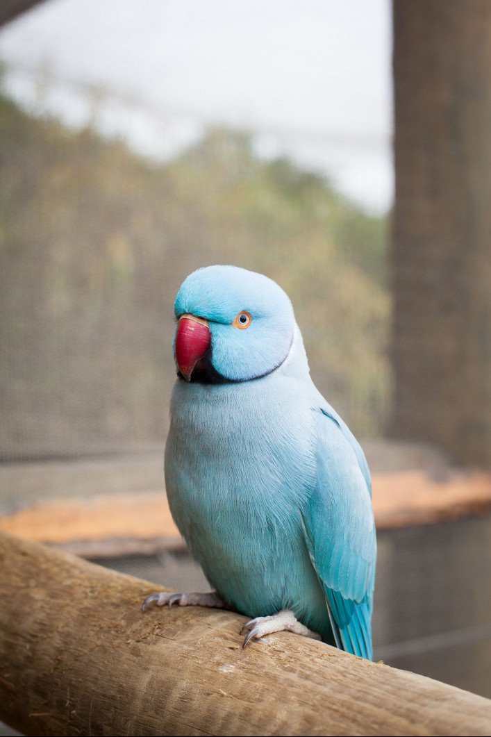 Indian ringneck parakeet, blue mutation
